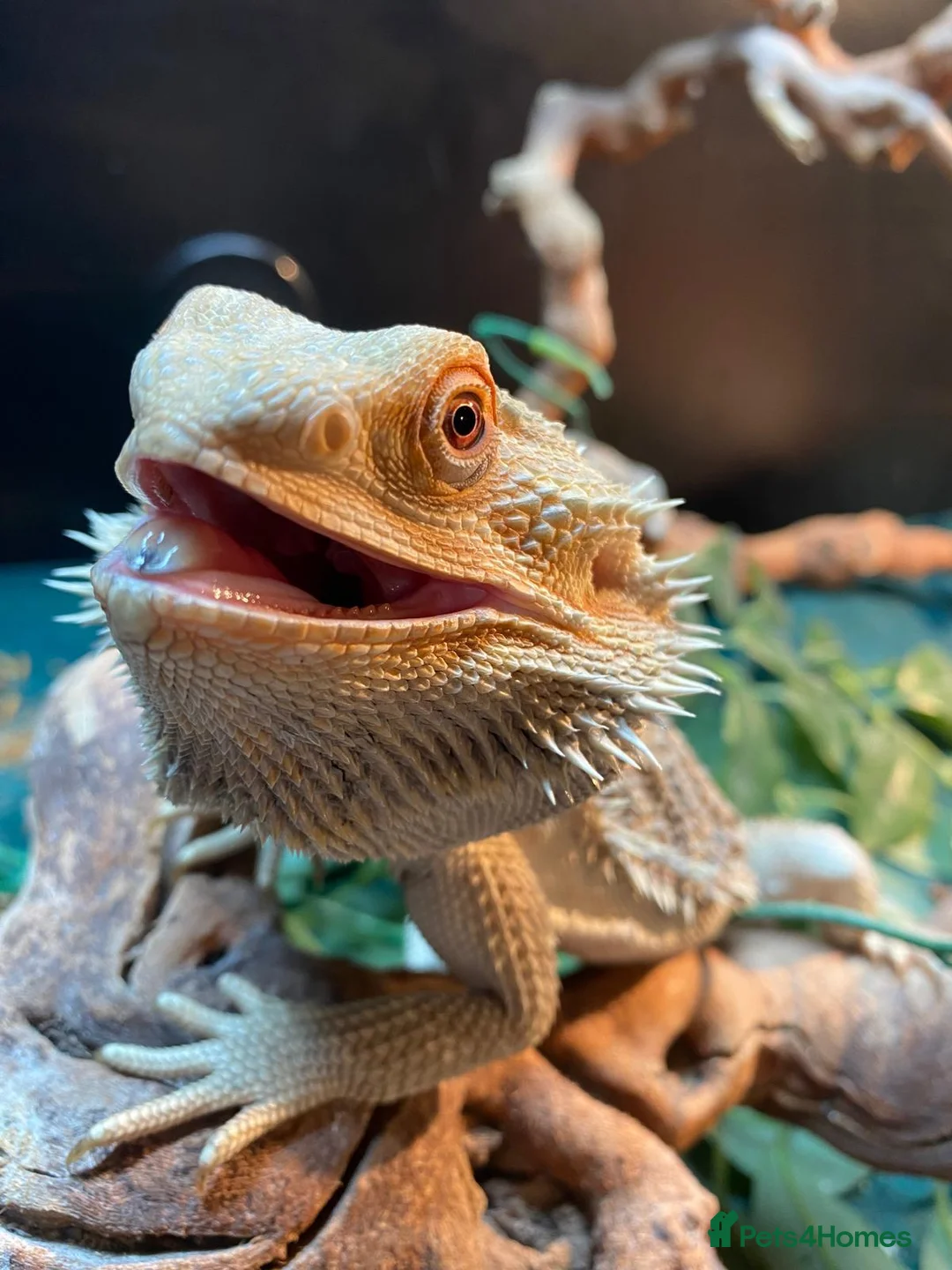 Bearded Dragon reptiles for sale: Bearded Dragon 2YO in London - Advert 1