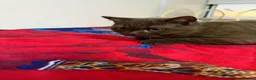 British Shorthair cats for sale: Rare Cinnamon Color British Shorthair Kittens - Advert 29