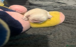 Pekingese dogs for sale: Lovely Pekingese puppies! 🐶❤️ - Image 3