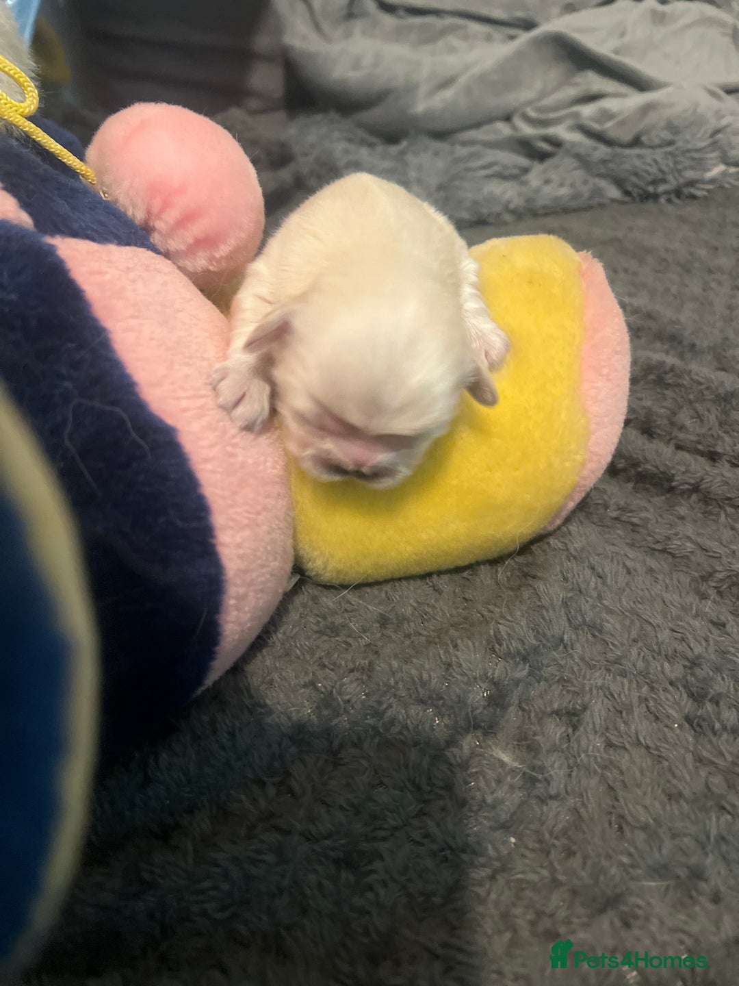 Pekingese dogs for sale: Lovely Pekingese puppies! 🐶❤️ - Image 3