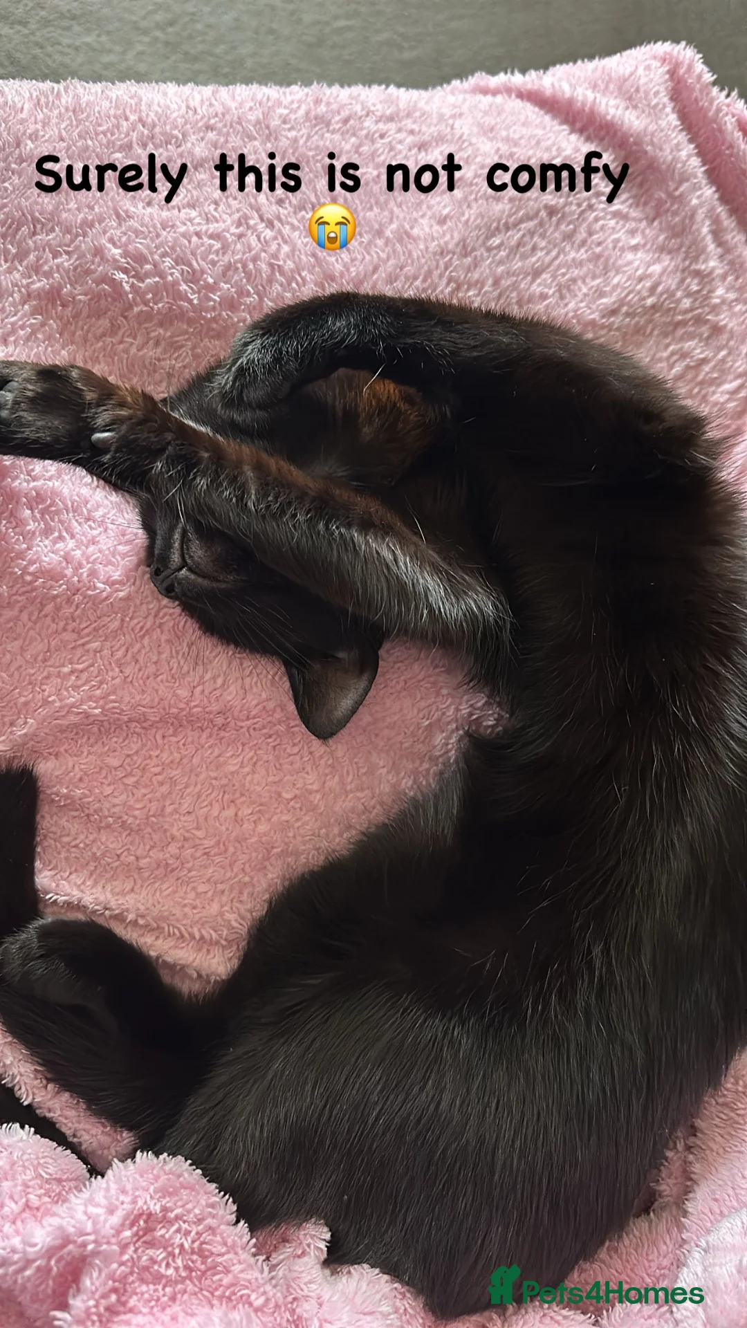 Bombay cats for sale: REHOME - Advert 6