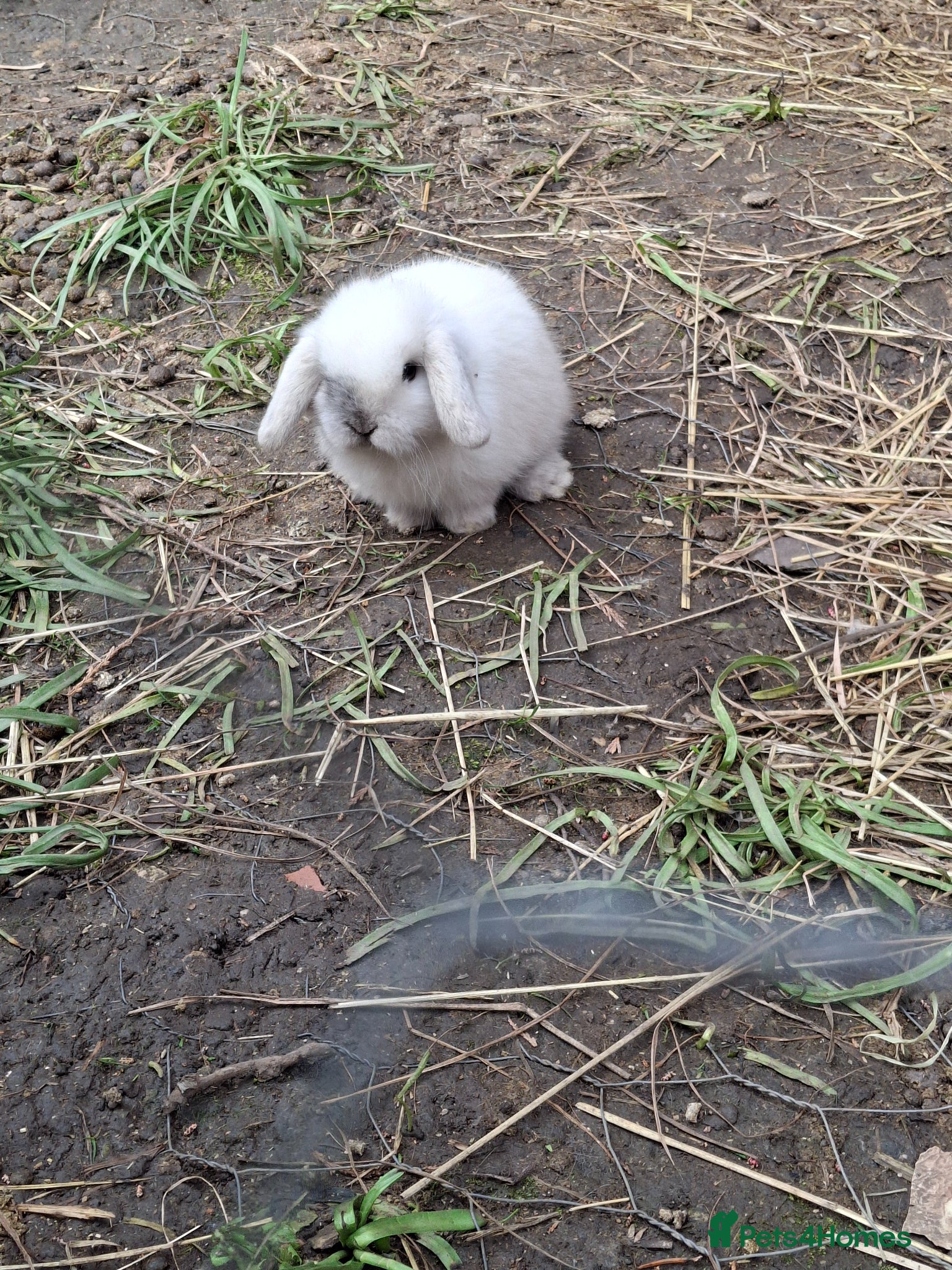 Mini Lop rabbits Beautiful Baby Mini Lops - Advert 1