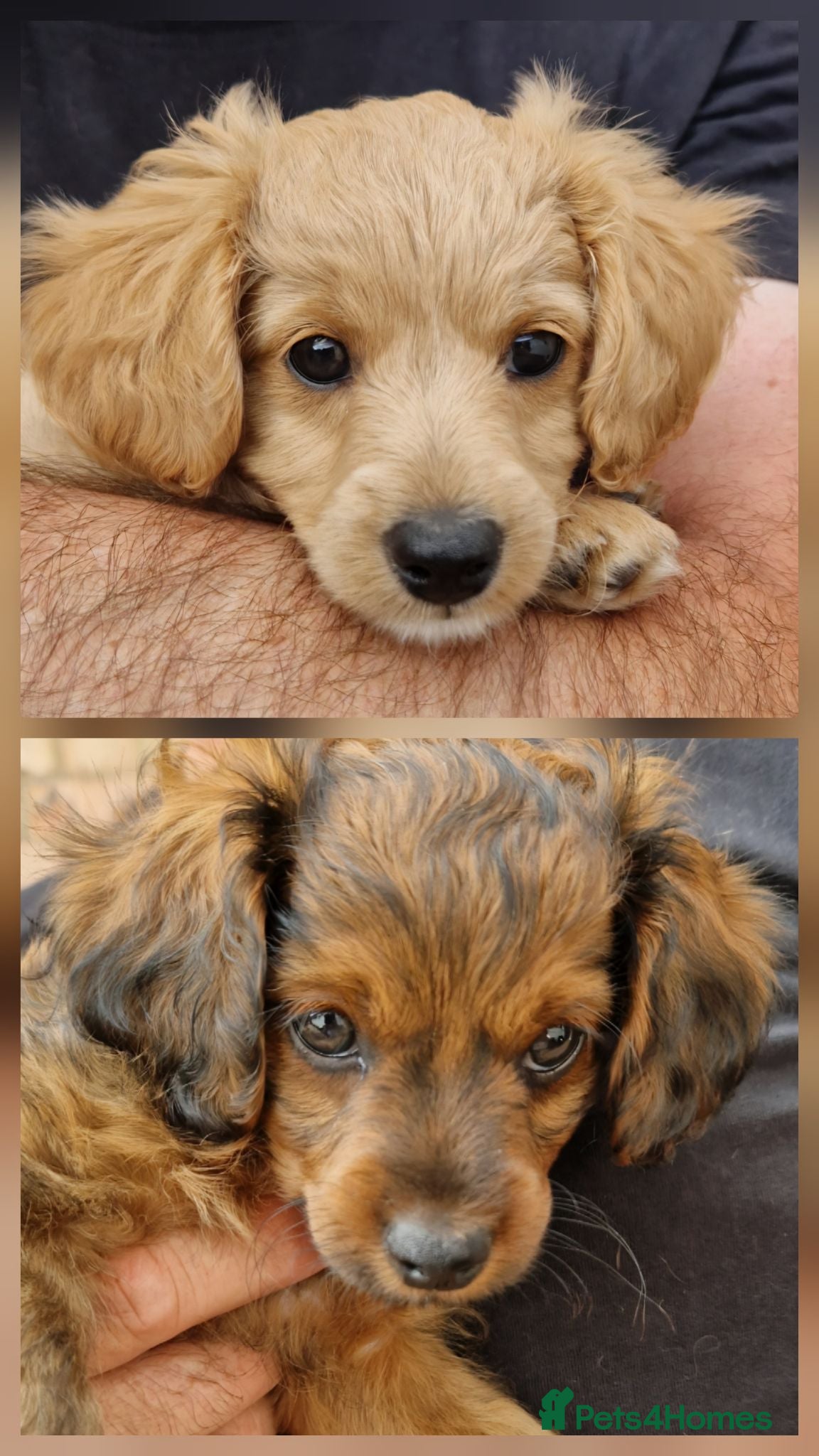 Cavapoochon dogs Beautiful Cavapoochon Pups  - Advert 5