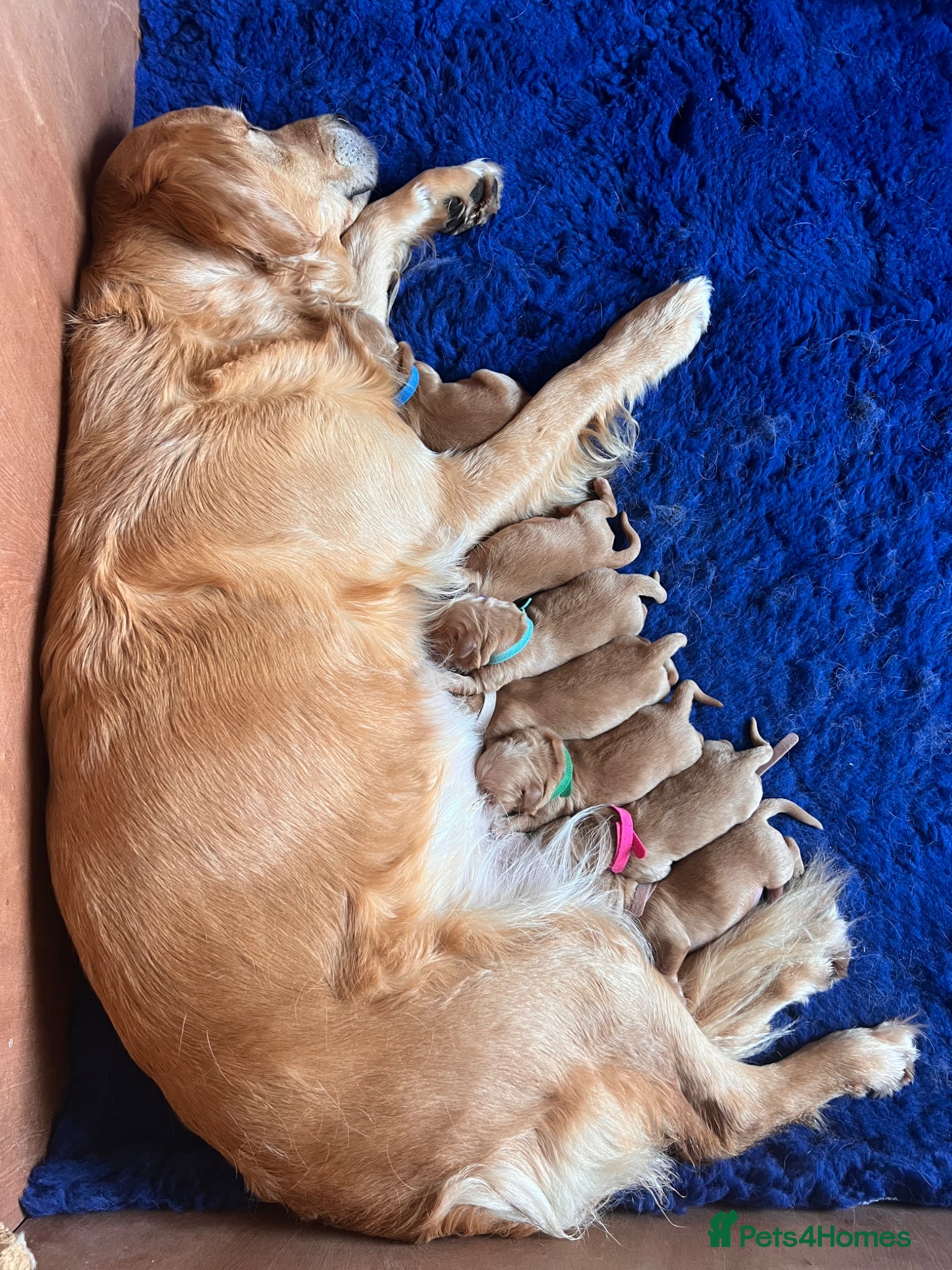 Golden Retriever dogs KC Golden Retriever litter - Advert 2