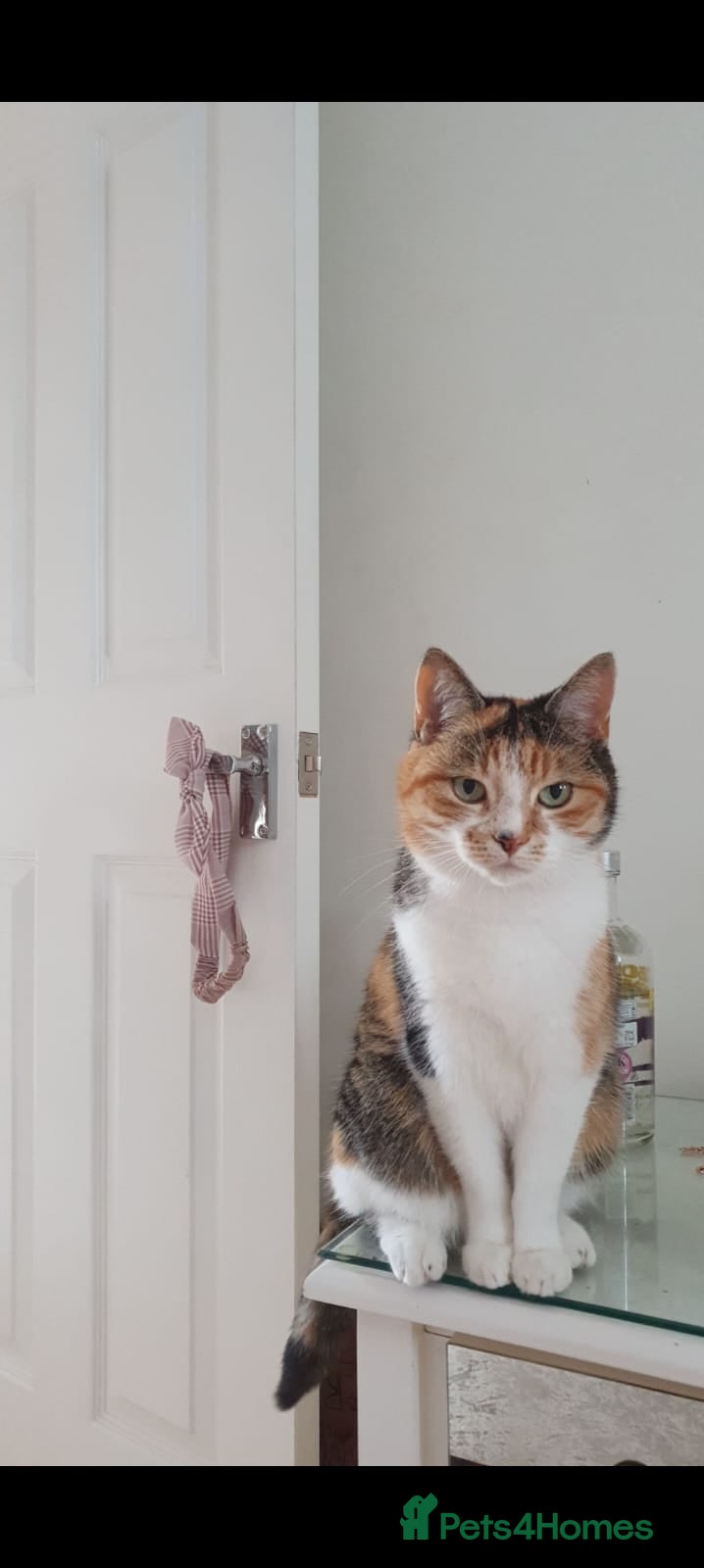 Mixed Breed cats Lilly for a new home - Advert 1