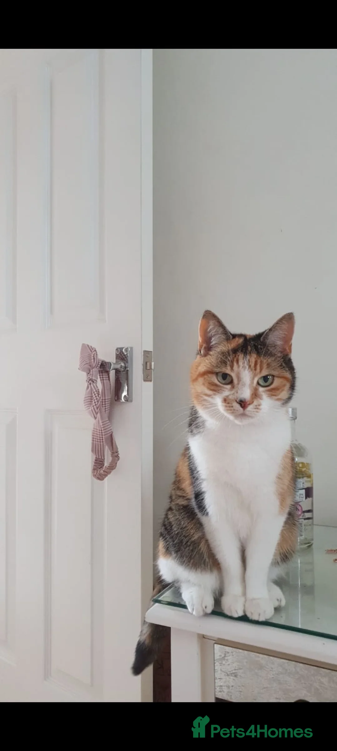 Mixed Breed cats for sale: Lilly for a new home - Advert 1