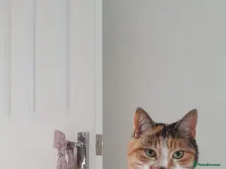 Mixed Breed cats Lilly for a new home - Advert 1