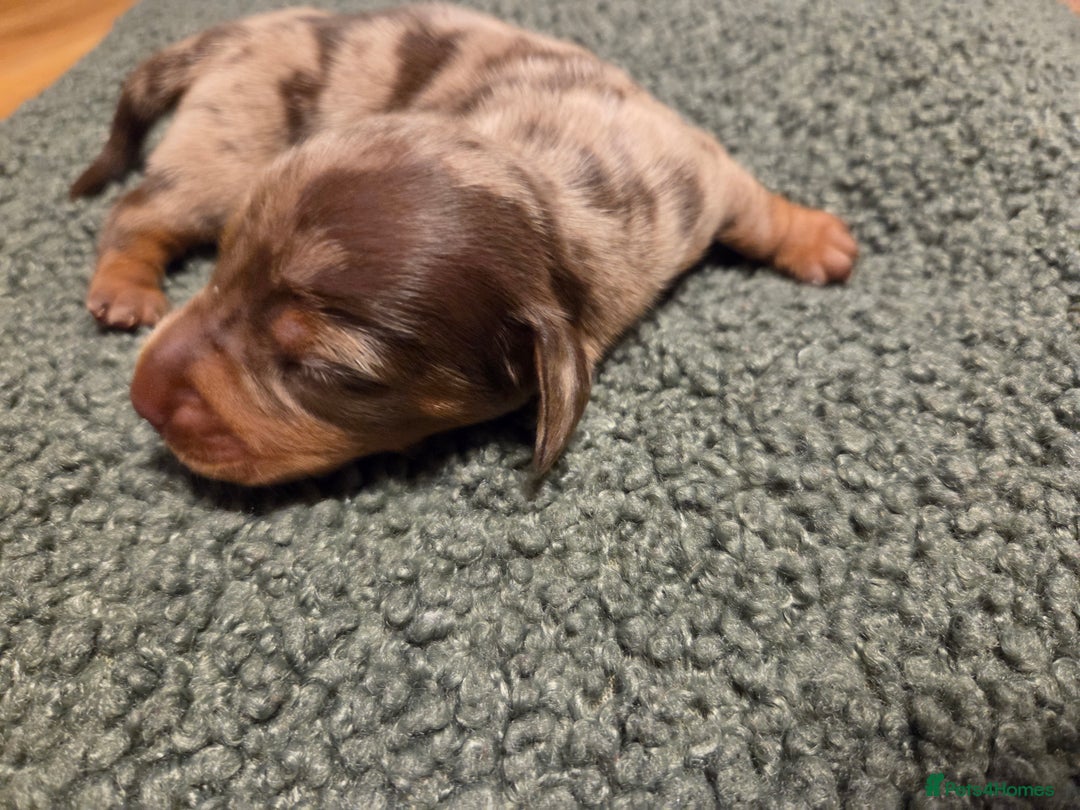 Miniature Dachshund dogs for sale:  Precious Miniature Dachshund Puppies   - Advert 7