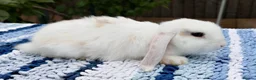 Mini Lop rabbits for sale: Cute French x Mini Lop Ready to Go!!! - Advert 9