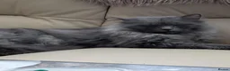 Siberian cats for sale: Siberian kittens  - Advert 5