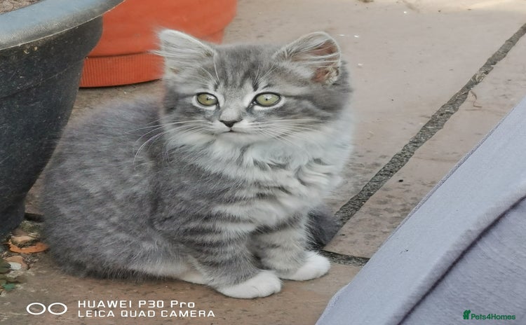 Mixed Breed cats - Advert 3