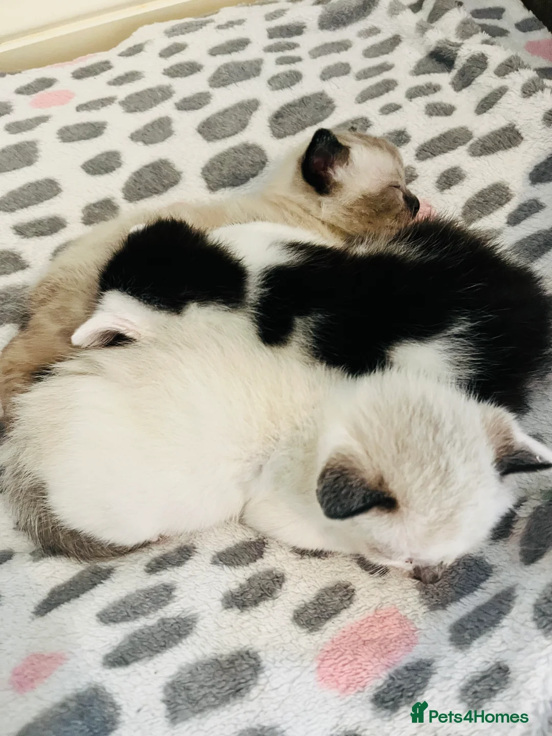 Mixed Breed cats for sale: Gorgeous Snowshoe Siamese Kittens  - Advert 5