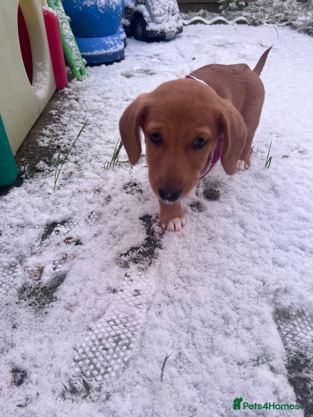 Mixed Breed dogs for sale: Dorgi Female Puppy - Advert 2