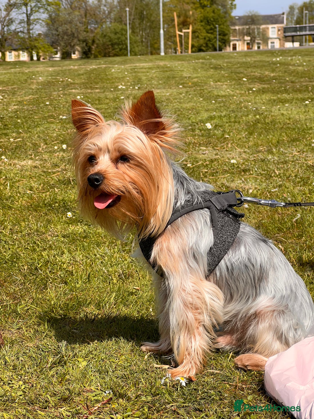 Yorkshire Terrier dogs for stud: For Stud  - Advert 6