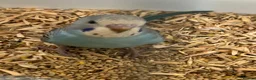 Budgerigars birds for sale: Baby budgies handled by hand  - Advert 3
