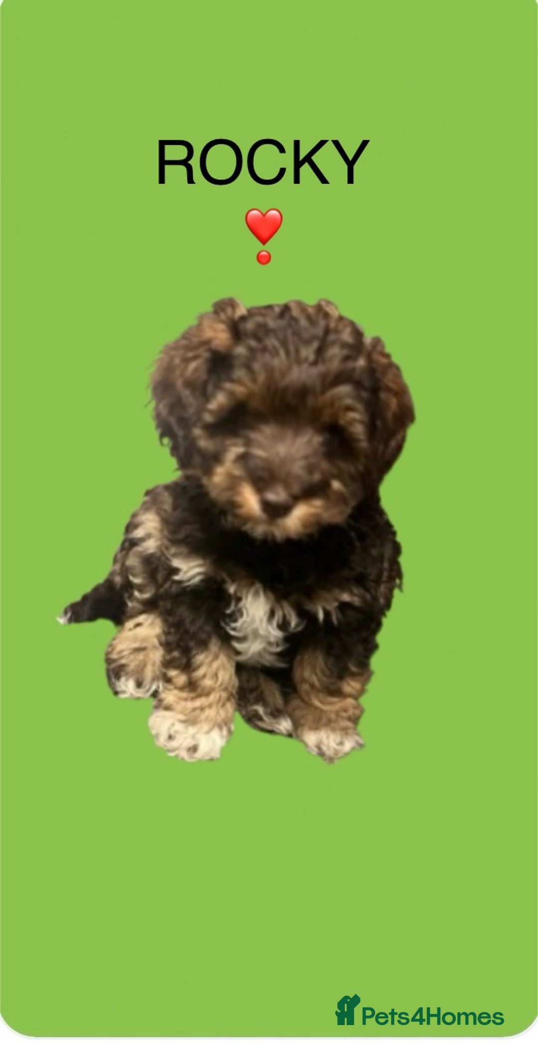 Toy Poodle dogs for stud: K.C Chocolate ToyPoodle at Stud in Coventry - Advert 26