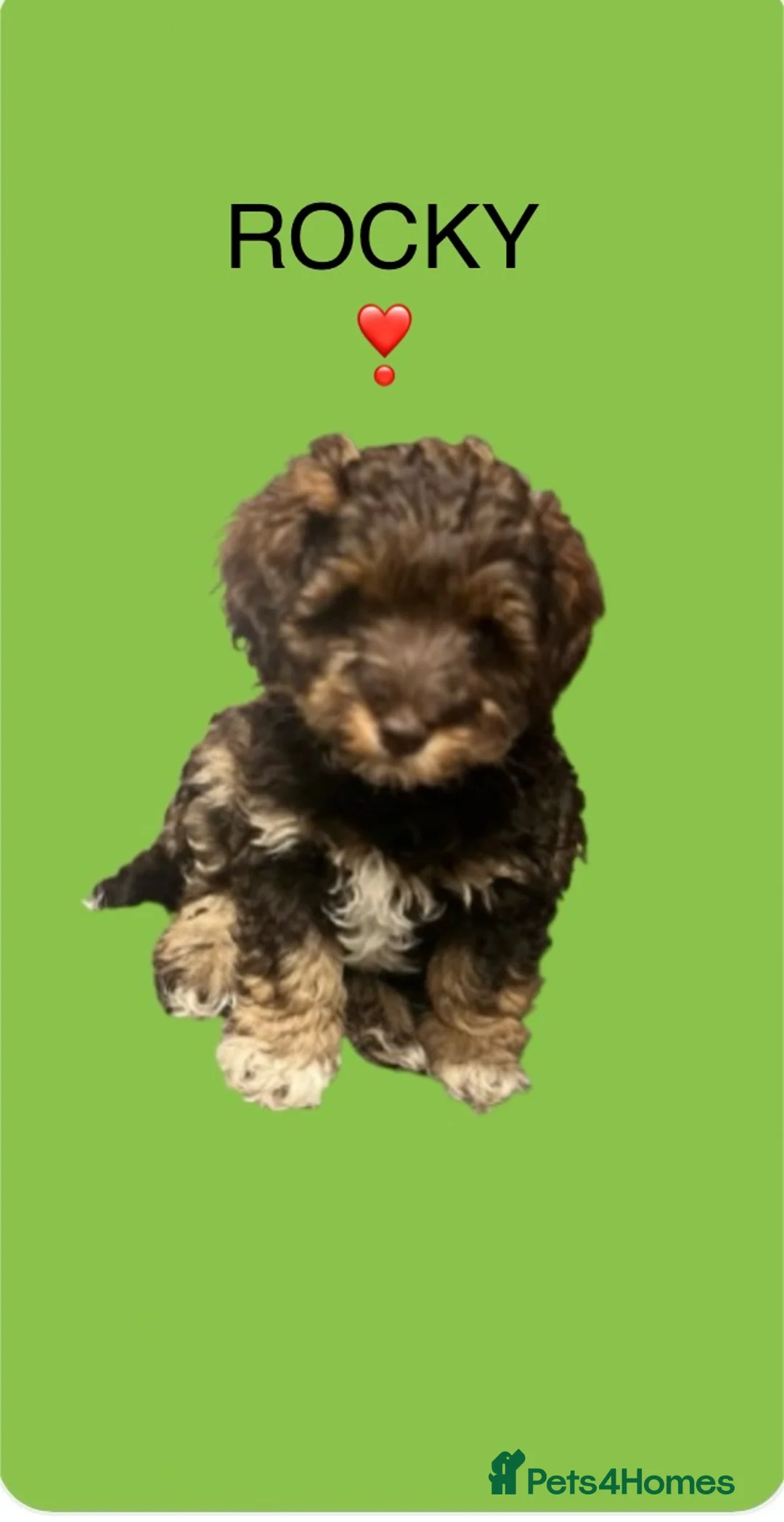 Toy Poodle dogs for stud: K.C Chocolate ToyPoodle at Stud in Coventry - Advert 26