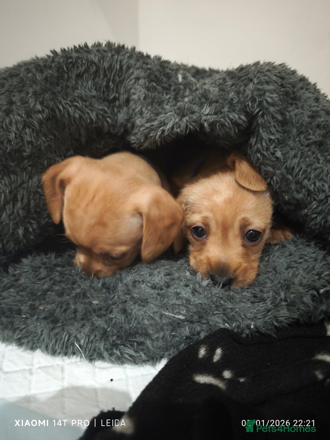 Mixed Breed dogs for sale: Red Miniature Dachshunds x WestiePoo - Advert 3