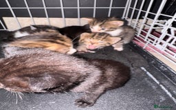 British Shorthair cats for sale: *** Absolutely Stunning Babies**** - Image 2