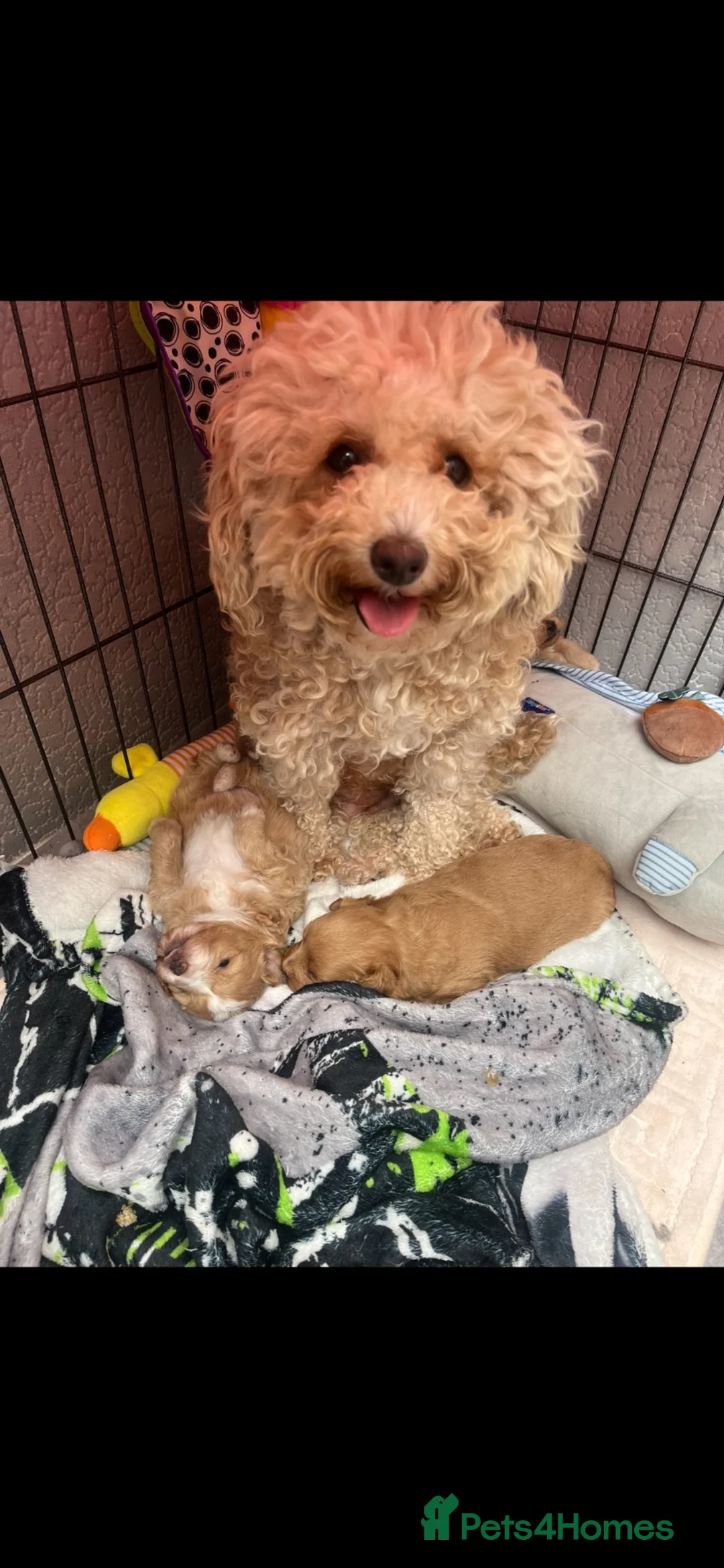 Pomapoo dogs for sale: Stunning pomapoo puppies - Advert 2