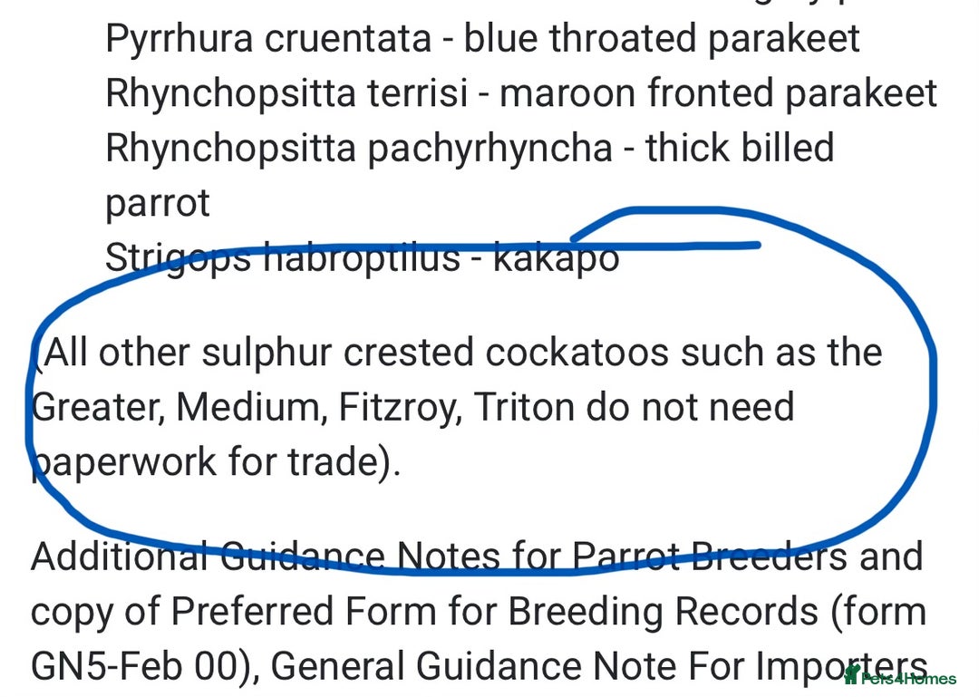 Cockatoo birds for sale: Sulphur Crested Cockatoo - Advert 5