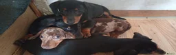 Dachshund dogs for sale: Dachshund puppies in Omagh - Advert 8