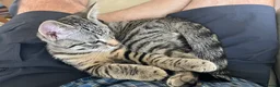Mixed Breed cats for sale:  Bengal Ragdoll Cross Male Kitten  in Bridlington - Advert 5