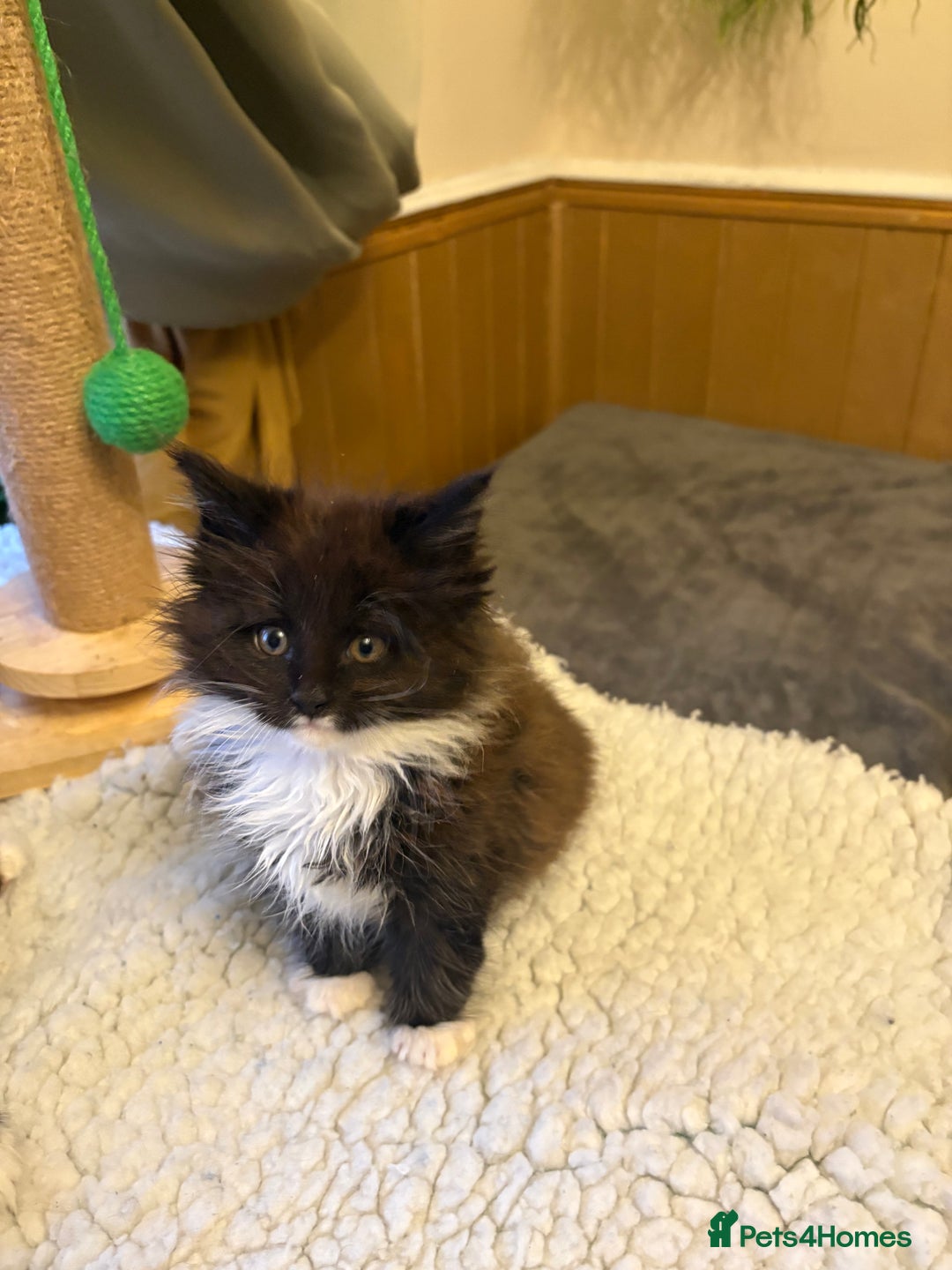Maine Coon cats for sale: Stunning pedigree Maincoon kittens  - Advert 5