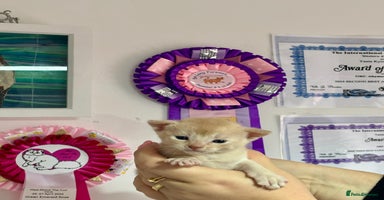 Abyssinian cats - Advert 3