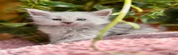 Maine Coon cats for sale: Beautiful Maine Coon kittens - Advert 4