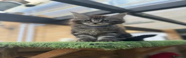 Maine Coon Kitten dark blue collar 