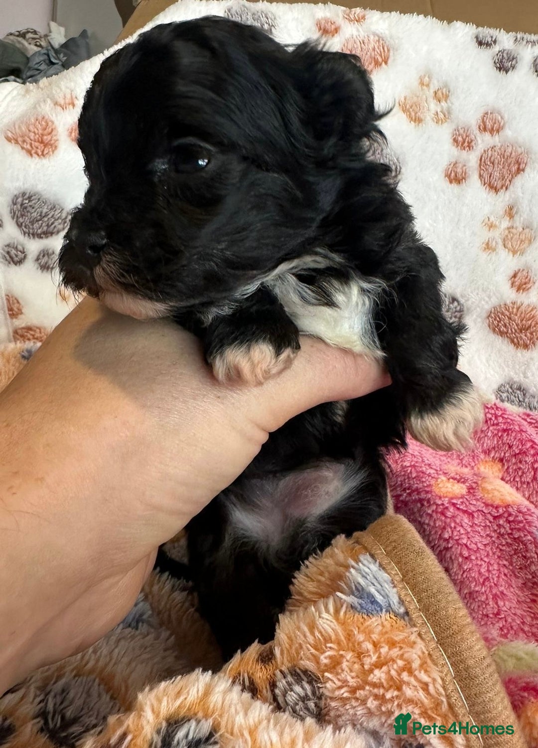 Maltipoo dogs for sale: F1 Toy Maltipoos - Image 33