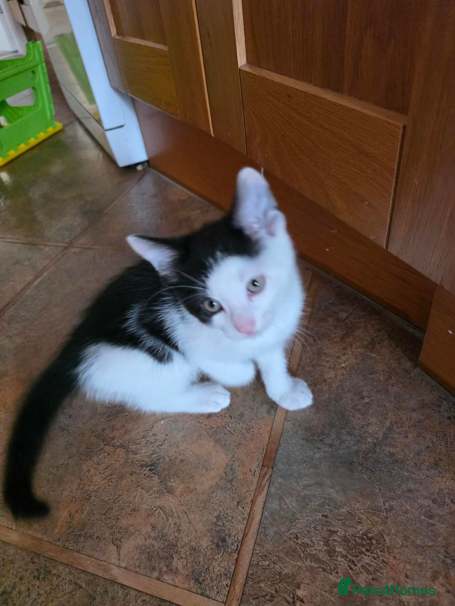 Mixed Breed cats 2 tuxedo male kittens - Advert 4