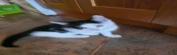 Mixed Breed cats for sale: 2 tuxedo male kittens in Taunton - Advert 1