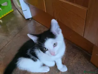 Mixed Breed cats 2 tuxedo male kittens - Advert 1