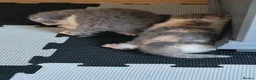 British Shorthair cats for sale: Magnificent litters Vs Outsdanding champion lines. - Advert 5
