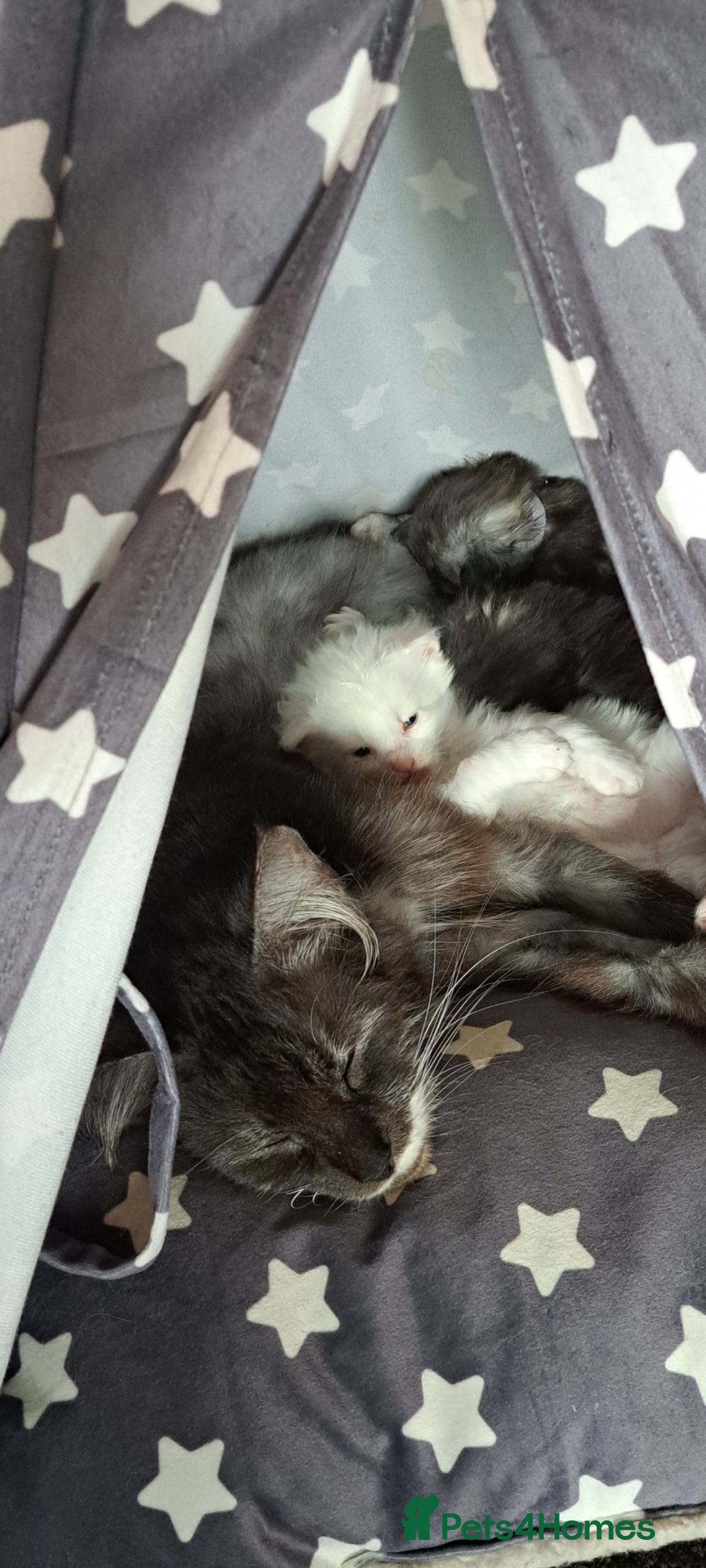 Norwegian Forest Cat cats for sale: Full Norwegian forest cat kittens - Image 18