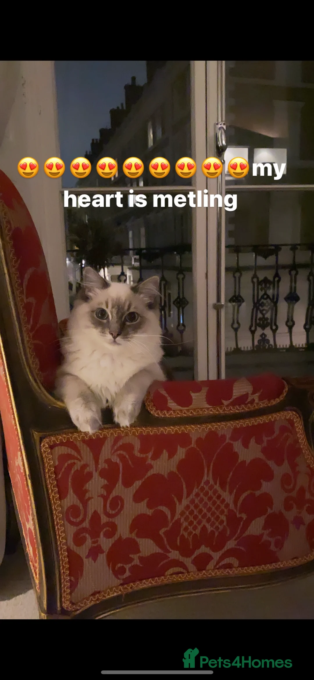 Ragdoll cats for stud: STUNNING PURE RAGDOLL - Advert 12