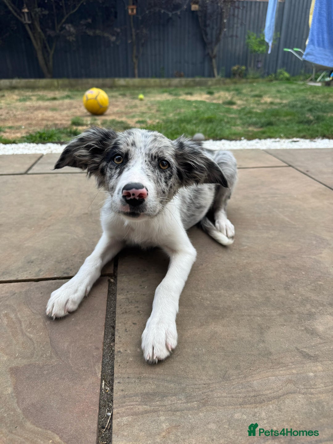 Border Collie dogs for sale: Border Collie puppy looking 4 loving forever home in Southampton - Image 7
