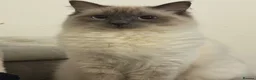 Ragdoll cats for sale: Ragdoll female  - Advert 8