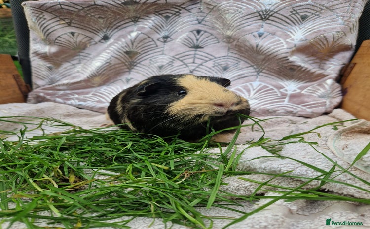 Guinea Pig rodents - Advert 16