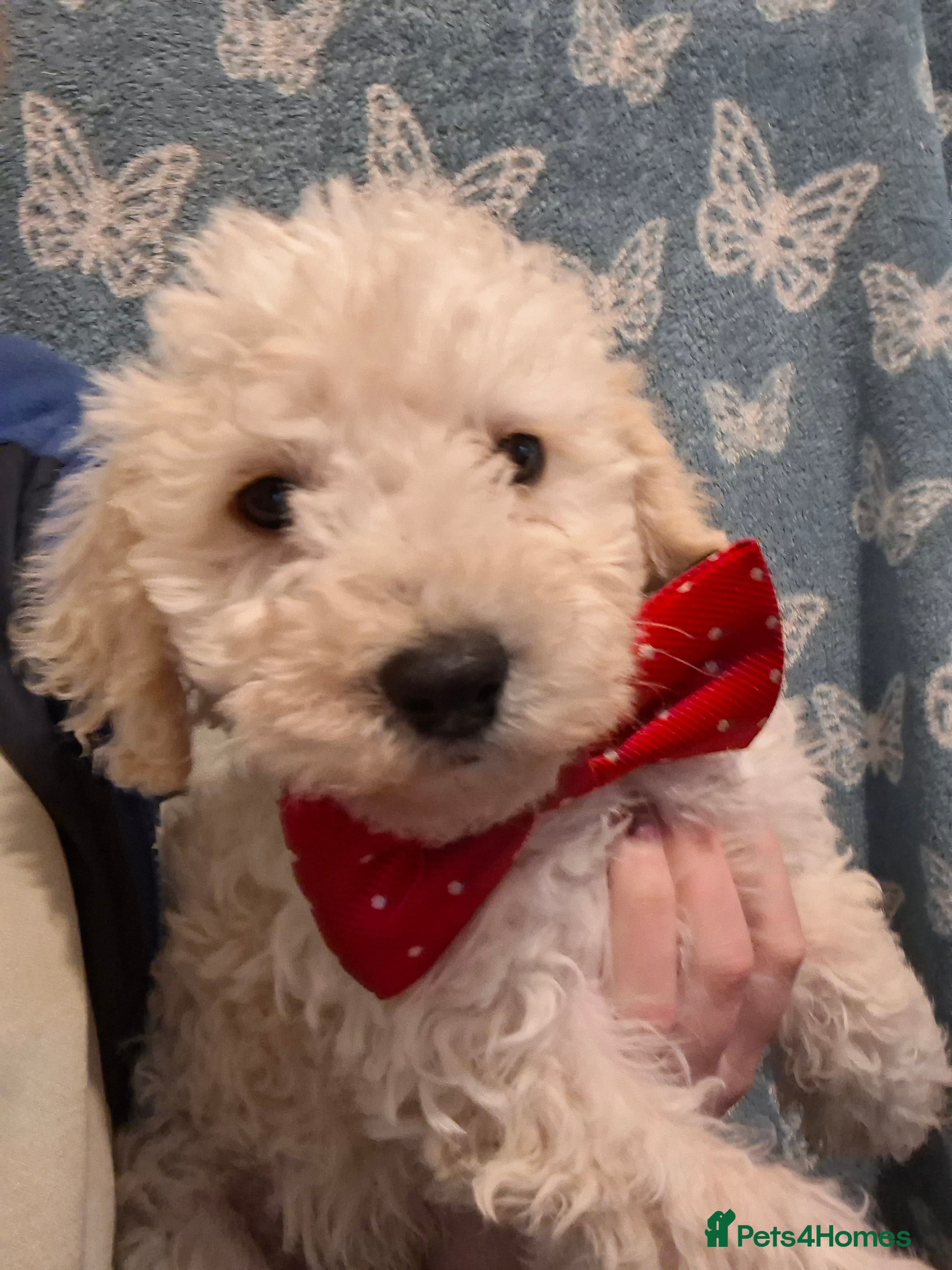 Poochon dogs Beautiful mini poodle x bichon frise puppies - Advert 6