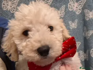 Poochon dogs Beautiful mini poodle x bichon frise puppies - Advert 6