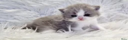 British Shorthair cats for sale: Stunning British shorthair kittens  - Advert 39