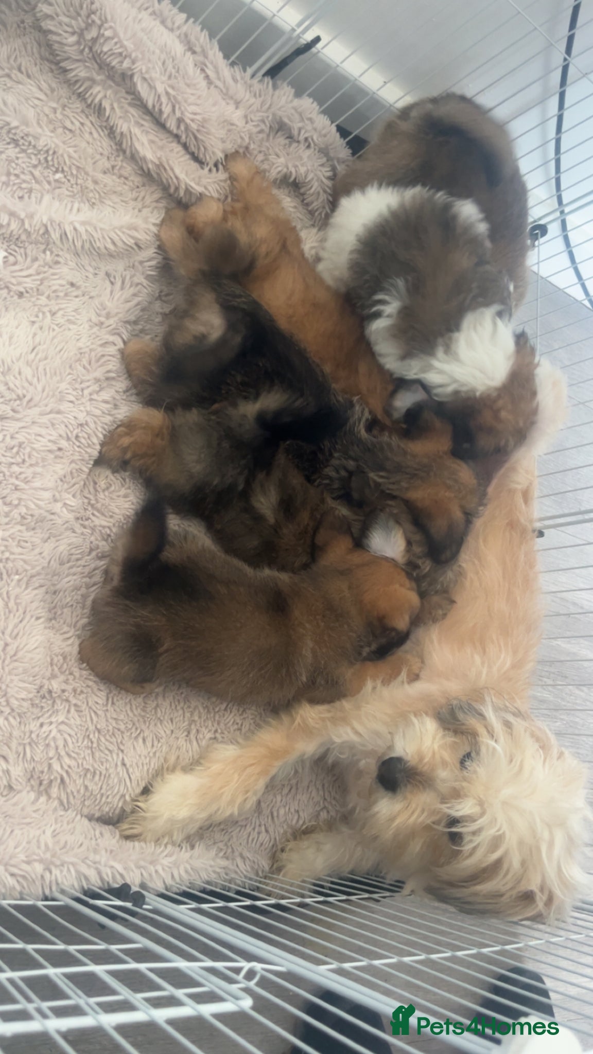 Shihpoo dogs Beautiful shihpoos  - Advert 1