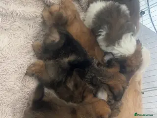 Shihpoo dogs Beautiful shihpoos - Advert 3