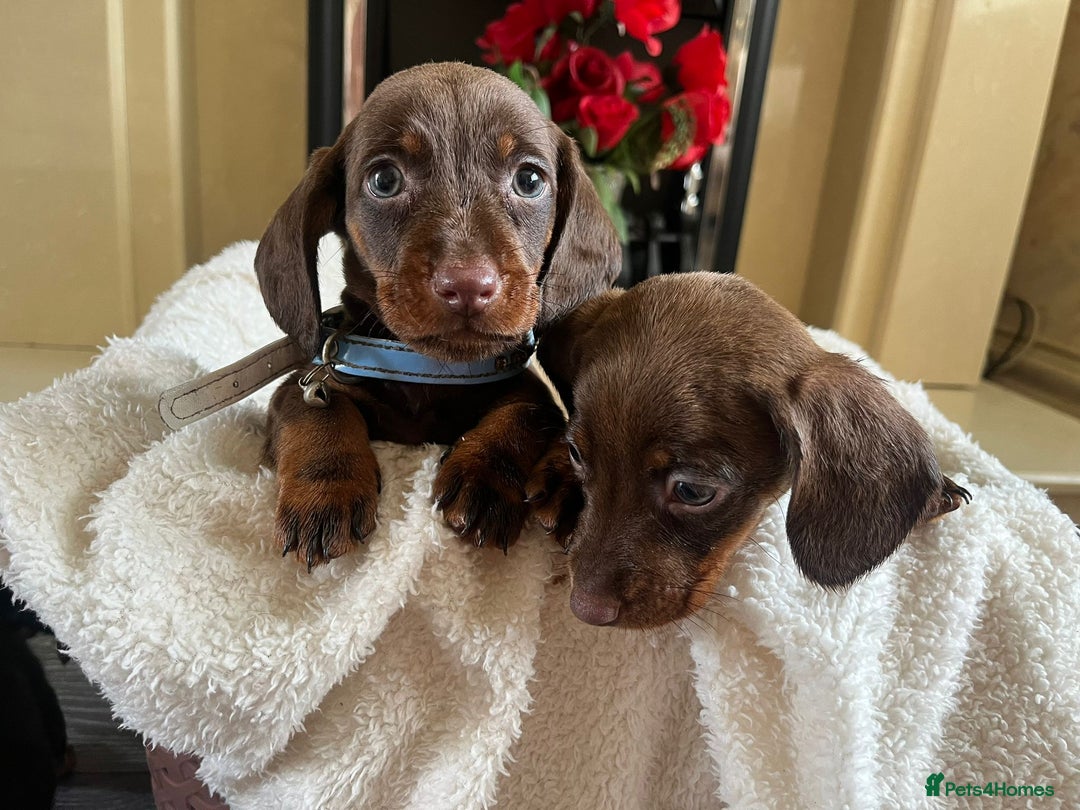 Dachshund dogs for sale: 5 puppies for sale - Image 7