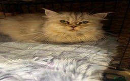 Scottish Fold cats for sale: Scottish Straight  - Image 1