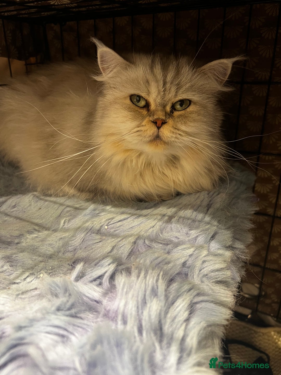 Scottish Fold cats for sale: Scottish Straight  - Image 1