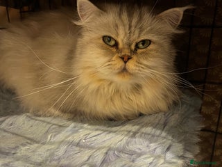 Scottish Fold cats - Advert 1